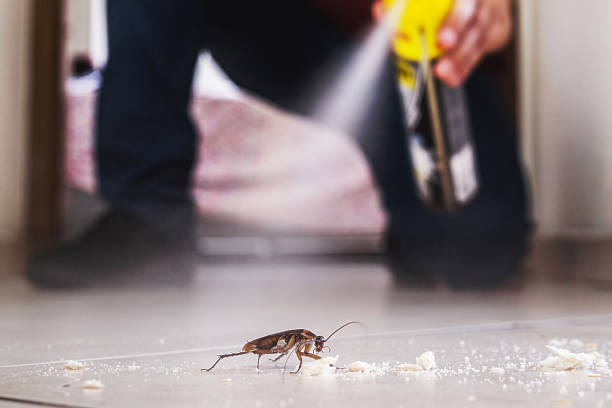 Best Local Pest Control Services  in Northglenn, CO